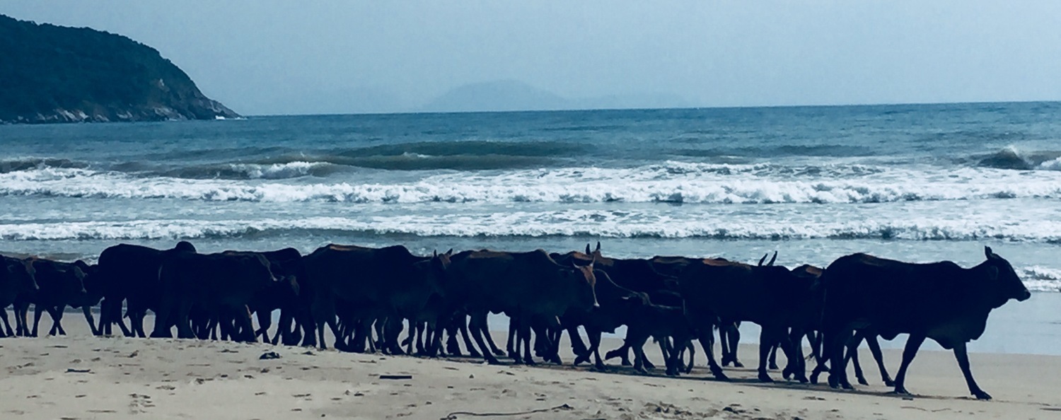 Surf Camp Nha Trang